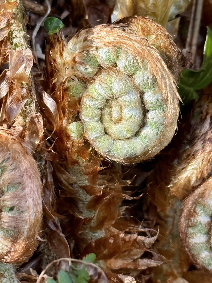 GreatHangman's tweet photo. Isn’t nature just amazing! #ferns #fiddleheads #polypodiopsida #botany https://t.co/efjkbARsbe