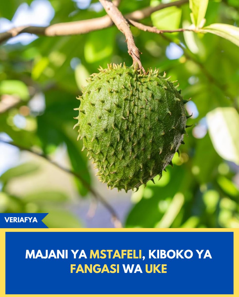 Majani ya mti wa Mstafeli yanaweza kusaidia kupambana na Maambukizi ya Fangasi aina ya Candida, ambayo huwasumbua sana Wanawake kwa kusababisha uchafu Ukeni, Muwasho na harufu mbaya.

Tafiti za afya zimeonesha kuwa kemikali za asili zilizopo kwenye majani haya zina uwezo mkubwa