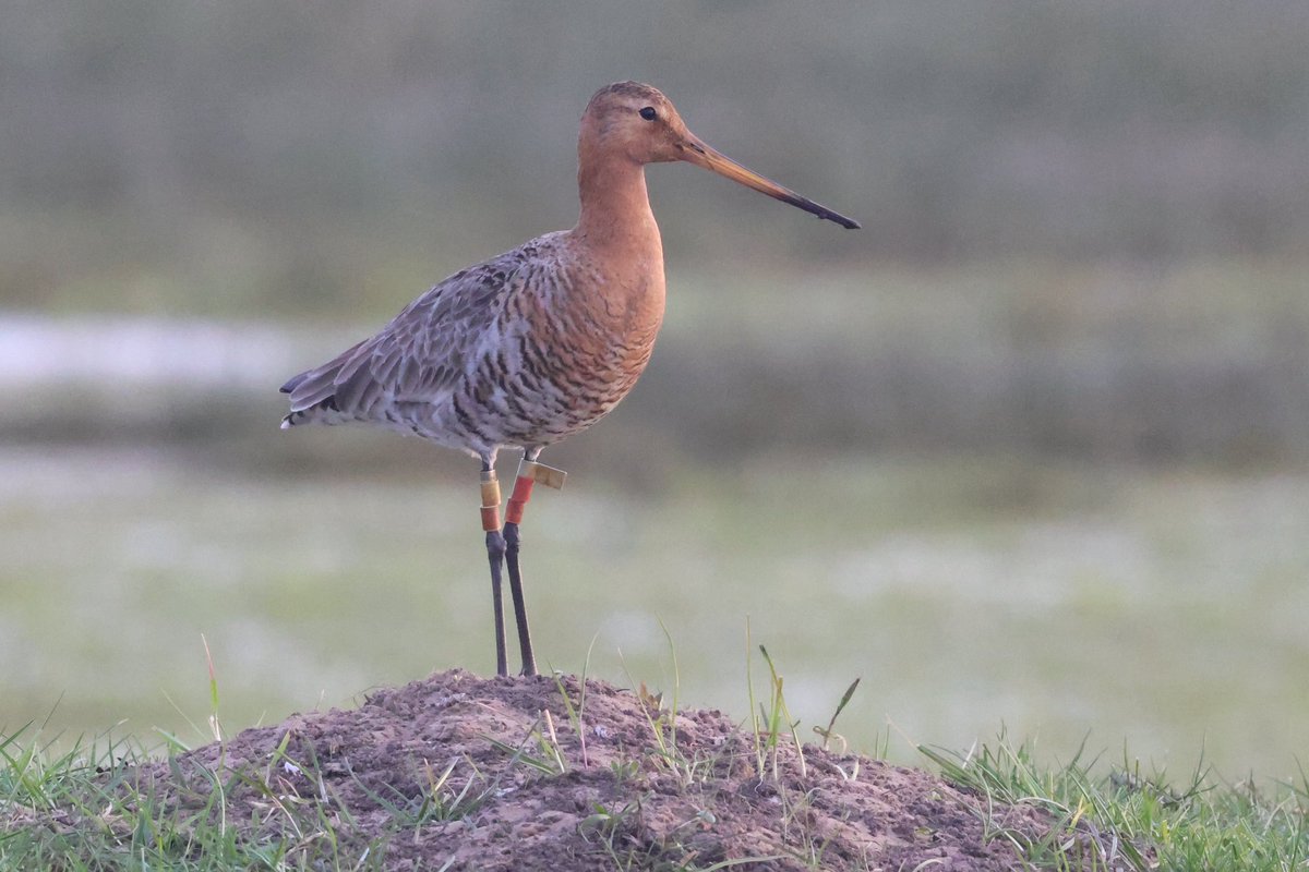 marco glastra (@marcoglastra) on Twitter photo Grutto L1RYLL is voor het 13e jaar op rij terug in de Oostpolder #Hunzedal <a href="/GR_Landschap/">Het Groninger Landschap</a>! Niet alleen te herkennen aan de kleurringen, maar ook aan het hese stemgeluid. Maar goed dat grutto’s zo oud worden, anders waren ze misschien al uitgestorven in NL. Grutto L1RYLL is voor het 13e jaar op rij terug in de Oostpolder #Hunzedal <a href="/GR_Landschap/">Het Groninger Landschap</a>! Niet alleen te herkennen aan de kleurringen, maar ook aan het hese stemgeluid. Maar goed dat grutto’s zo oud worden, anders waren ze misschien al uitgestorven in NL.