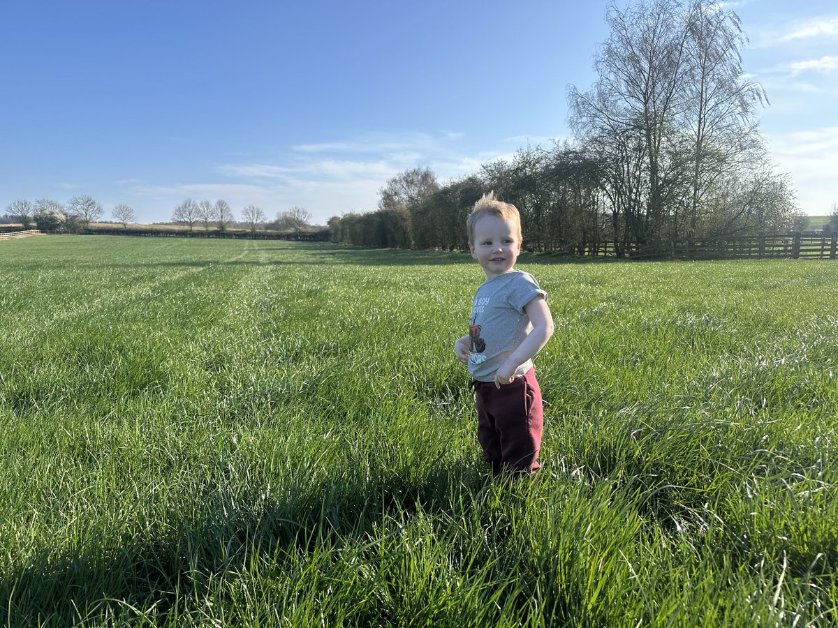 Finley helping me check out the ryegrass haylage fields for 25. Ground is dry, we need rain to push it on.