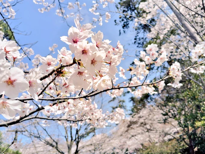 桜満開です今日から雨だから早めに散っちゃいそうかも 