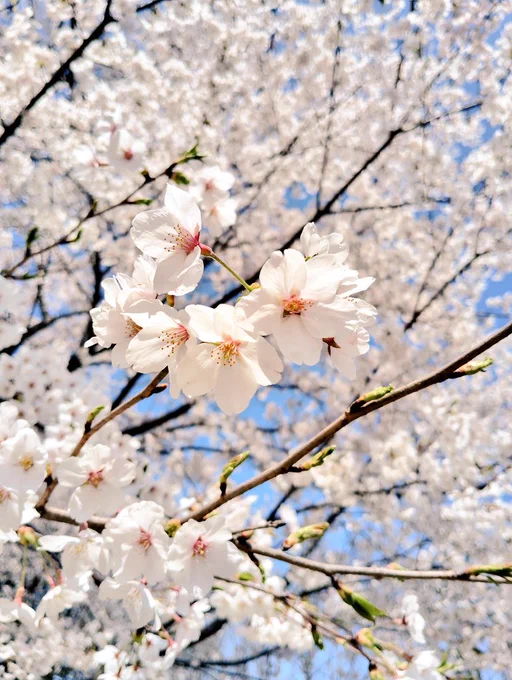 桜満開です今日から雨だから早めに散っちゃいそうかも 