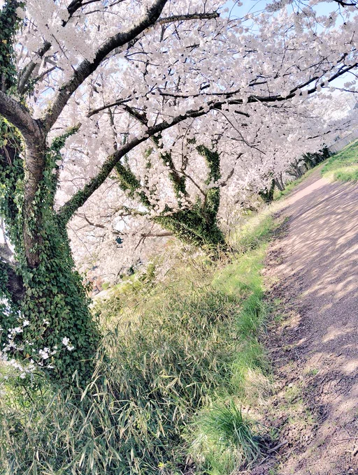 桜満開です今日から雨だから早めに散っちゃいそうかも 