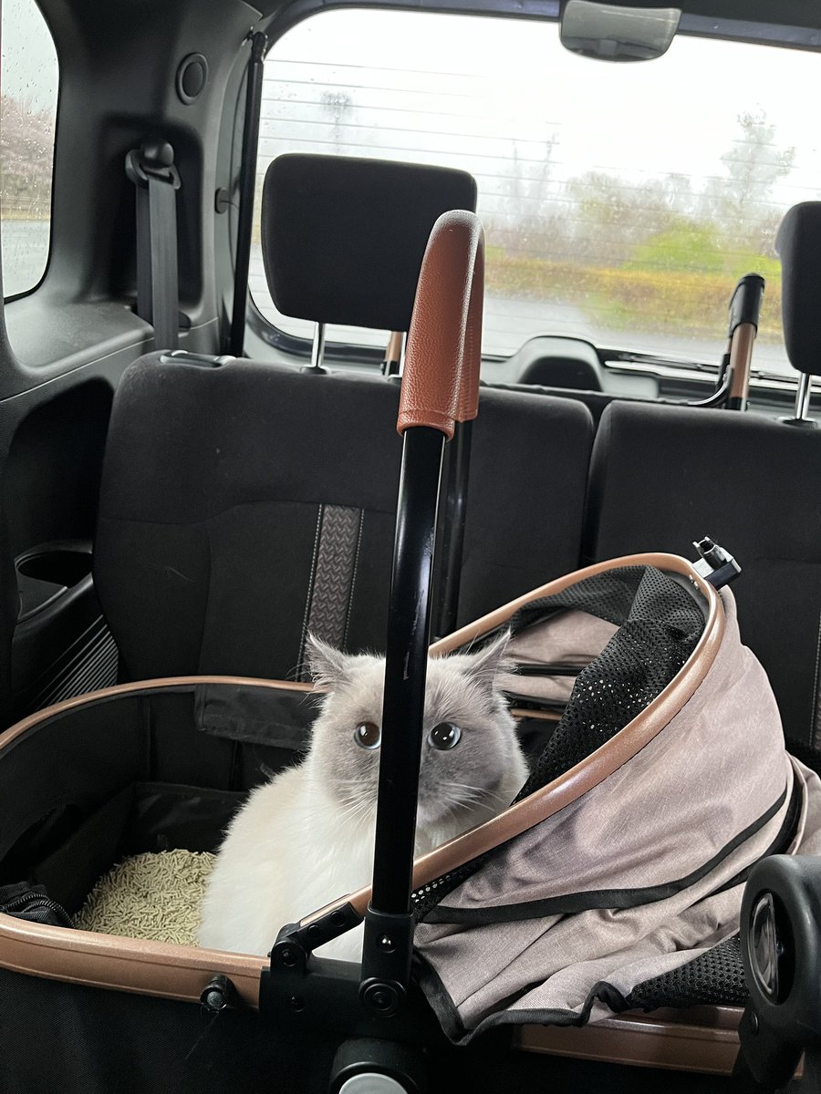 あいにくの雨だけどお出かけ🚗🐱💨