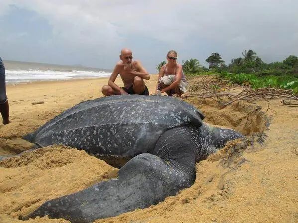 MiOtraVersion85's tweet photo. Las tortugas laúd engañan con su tamaño.
Son gigantes, aunque no lo parezcan. https://t.co/h59Gmichcw