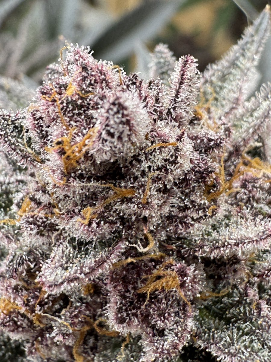 Ogsorcery tweet media