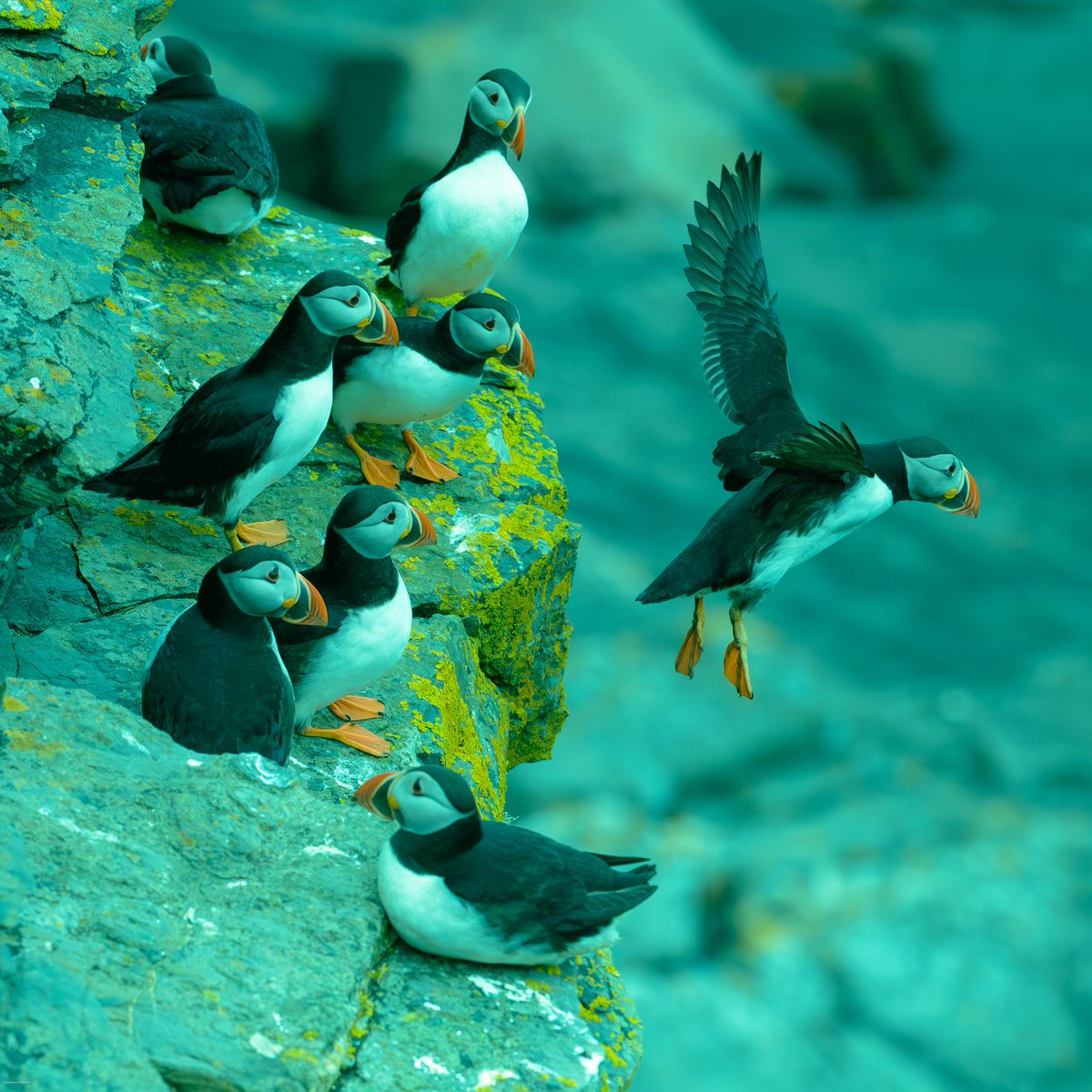 VisionsScotland's tweet photo. @SteelySeabirder It’s another #SuperSeabirdSunday here’s another selection from the archives! Looking forward to getting back onto the island in 5 weeks! https://t.co/q67Xkgw2rv