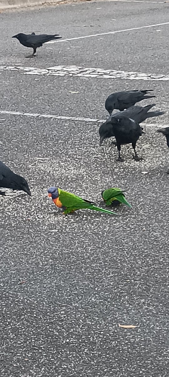 Rainbow lorikeets... in a certain neighbourhood xD