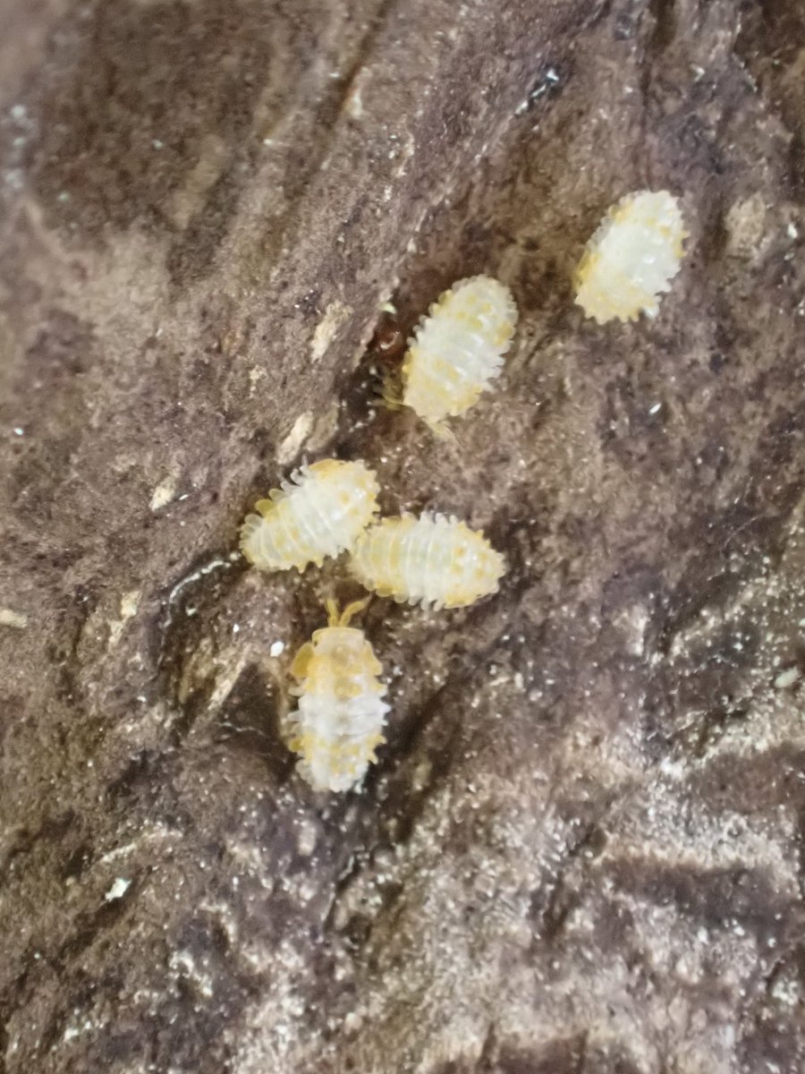 レッドヘットスパイキー、しばらくお世話できてない時に壊滅して２匹ぐらいになってたので、赤ちゃんが産まれて嬉しい🥰