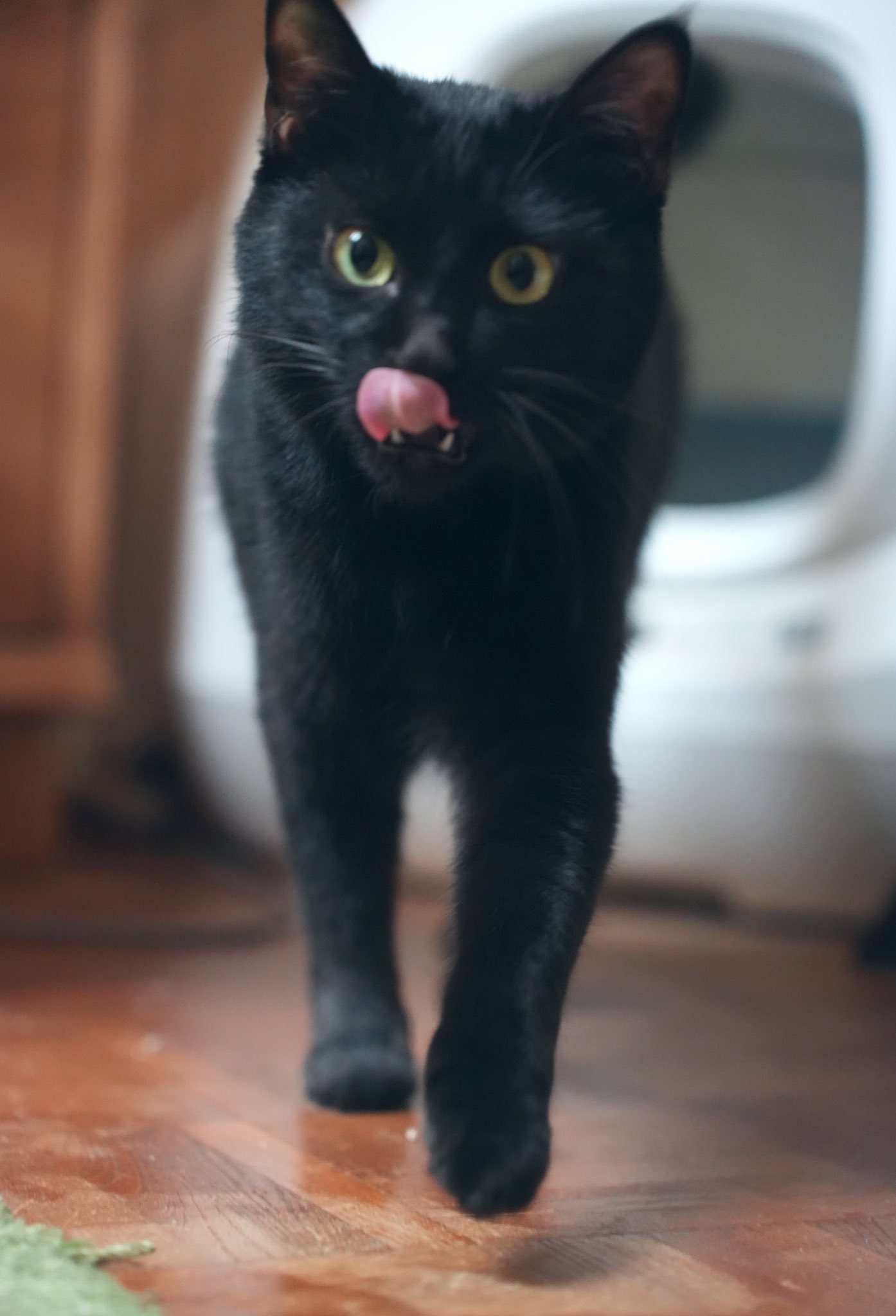 黒猫つくねちゃん太しっぽ on X: 