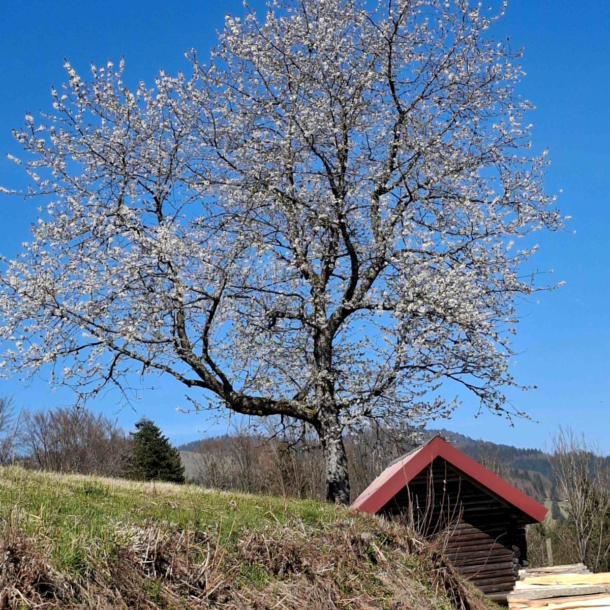 HSderSchreiber's tweet image. Der blühende #Kirschbaum war auf unserer #Wanderung eine Freude.