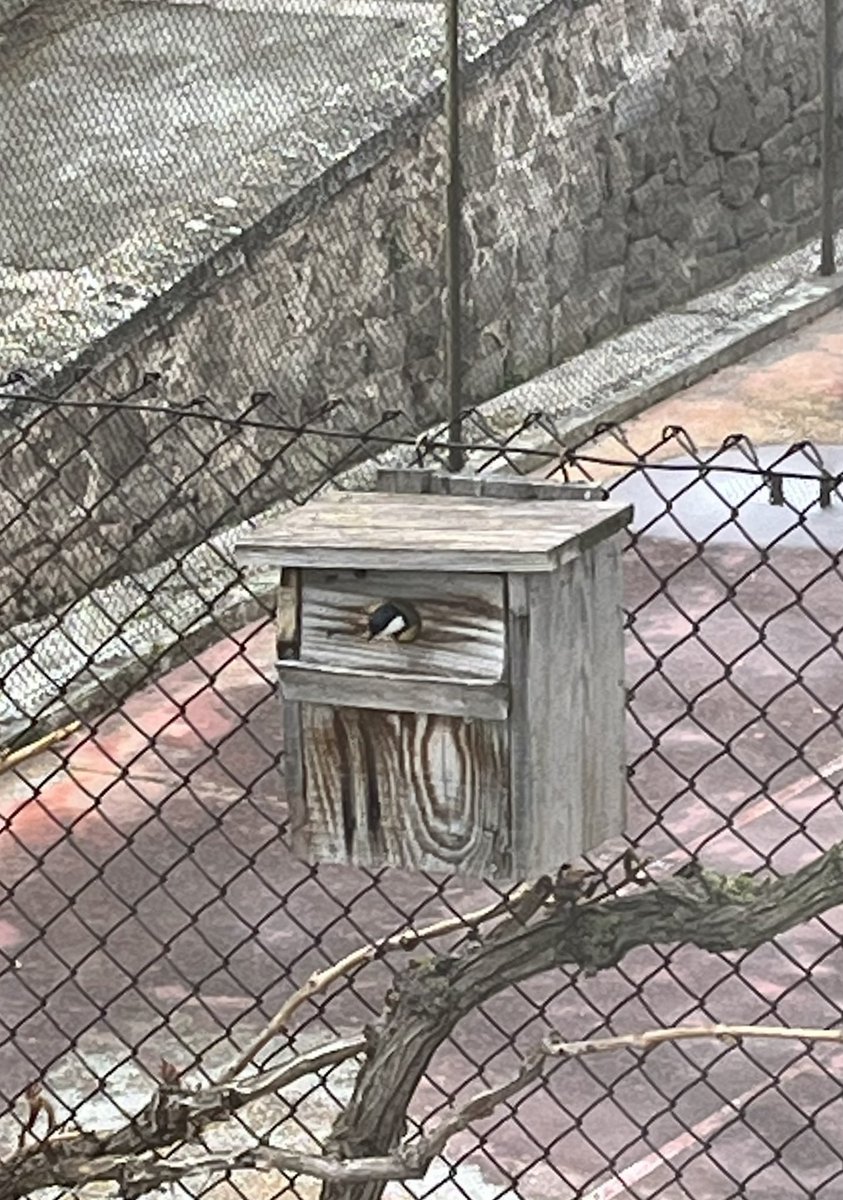 jolival65's tweet photo. Dissabte passat vaig netejar i reparar la caixa niu que tenim a casa. Durant la setmana, les mallarengues devien reüllar, i avui ja hi treballen en un anar i venir incessant entre cants de primavera #mallerengacarbonera #molsa #plomes #brinsherba #pèlsanimal #cotópollancre https://t.co/I5yYbqmMo5