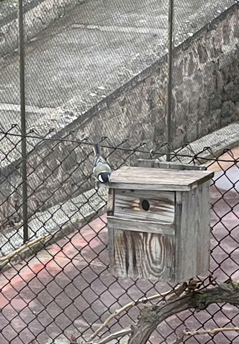 jolival65's tweet photo. Dissabte passat vaig netejar i reparar la caixa niu que tenim a casa. Durant la setmana, les mallarengues devien reüllar, i avui ja hi treballen en un anar i venir incessant entre cants de primavera #mallerengacarbonera #molsa #plomes #brinsherba #pèlsanimal #cotópollancre https://t.co/I5yYbqmMo5