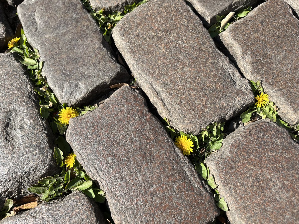 #Frühling in #Berlin …