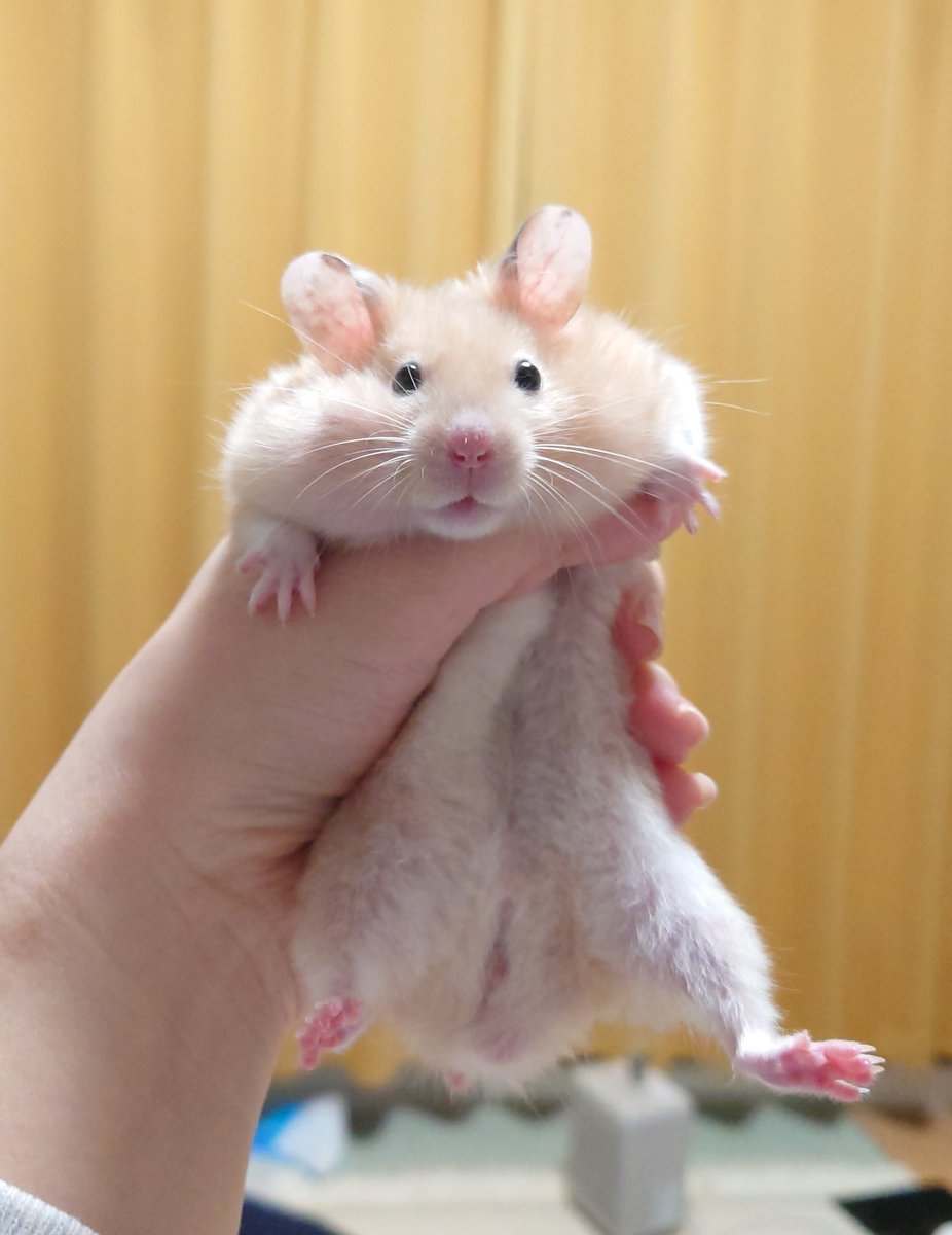 𝒄𝒉𝒂𝒚 tweet media