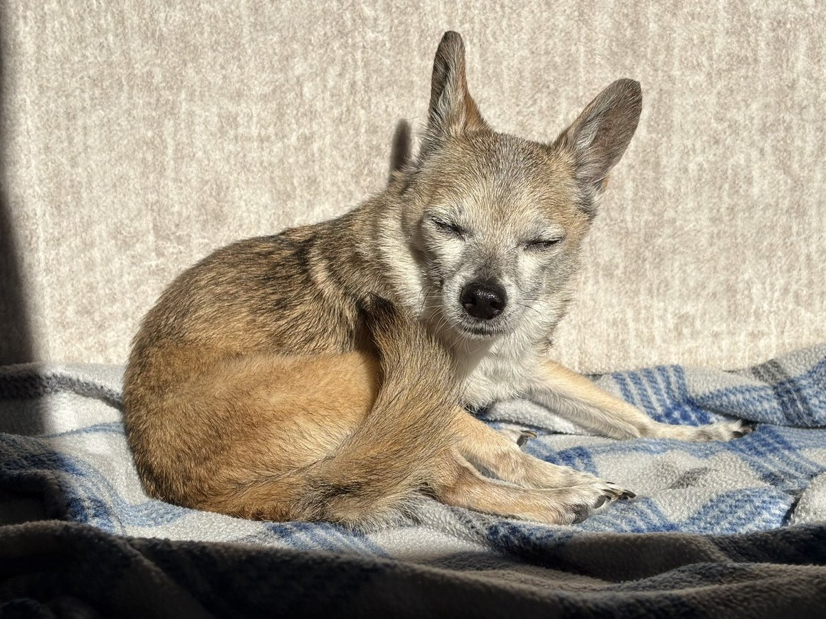 Kuramitos's tweet photo. Kurami 🐕🌈 2009—2025

My time to leave my family has sadly come. Even as a little old man, I made special new memories, basked in the sunshine, and ate yummy treats. Stay safe, have fun, and don't worry about me! @SeikosBesos and I are playing happily together OTRB 🐕🪽🐕🪽 https://t.co/H1W5uCdxHc