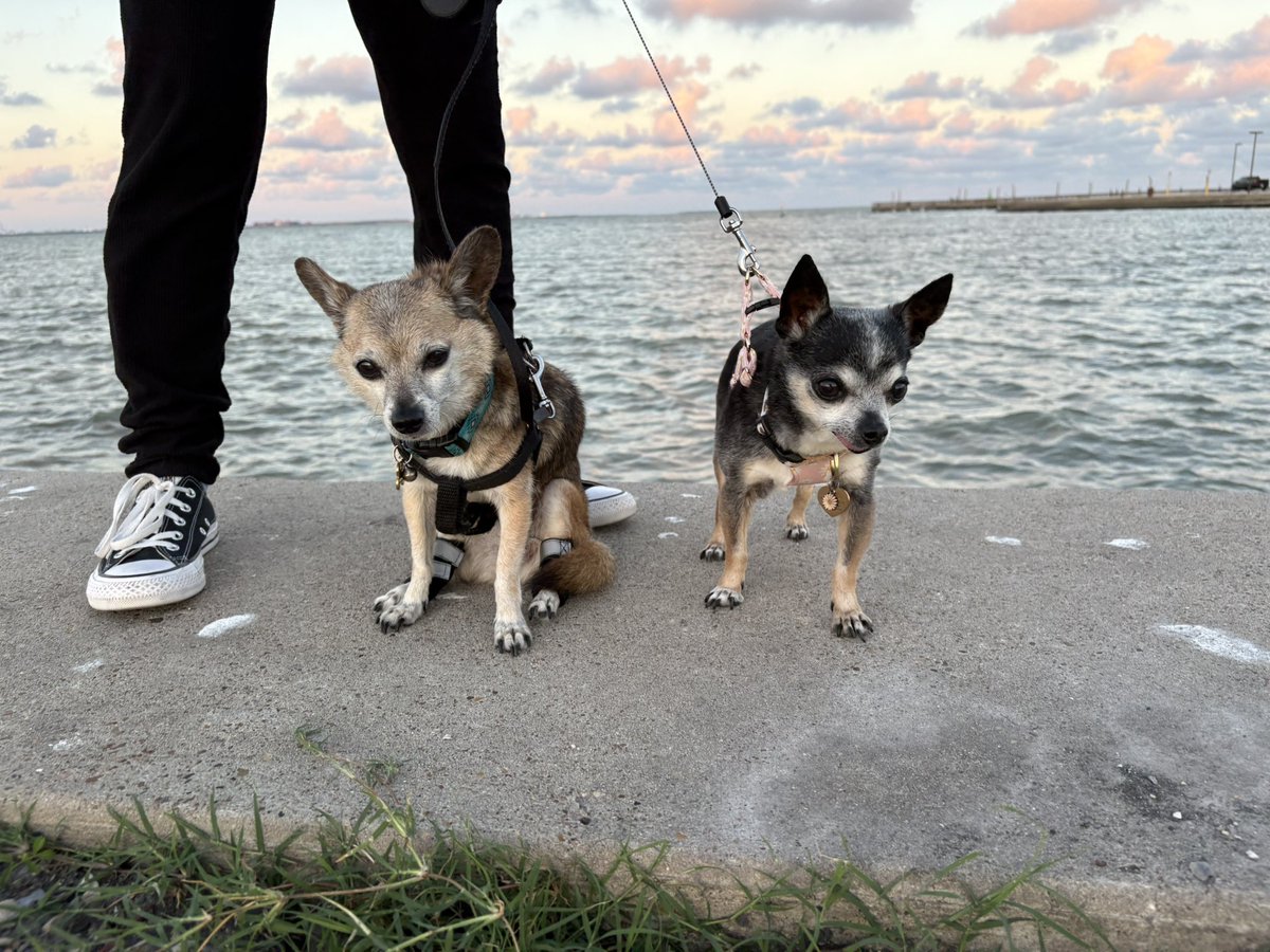 Kuramitos's tweet photo. Kurami 🐕🌈 2009—2025

My time to leave my family has sadly come. Even as a little old man, I made special new memories, basked in the sunshine, and ate yummy treats. Stay safe, have fun, and don't worry about me! @SeikosBesos and I are playing happily together OTRB 🐕🪽🐕🪽 https://t.co/H1W5uCdxHc
