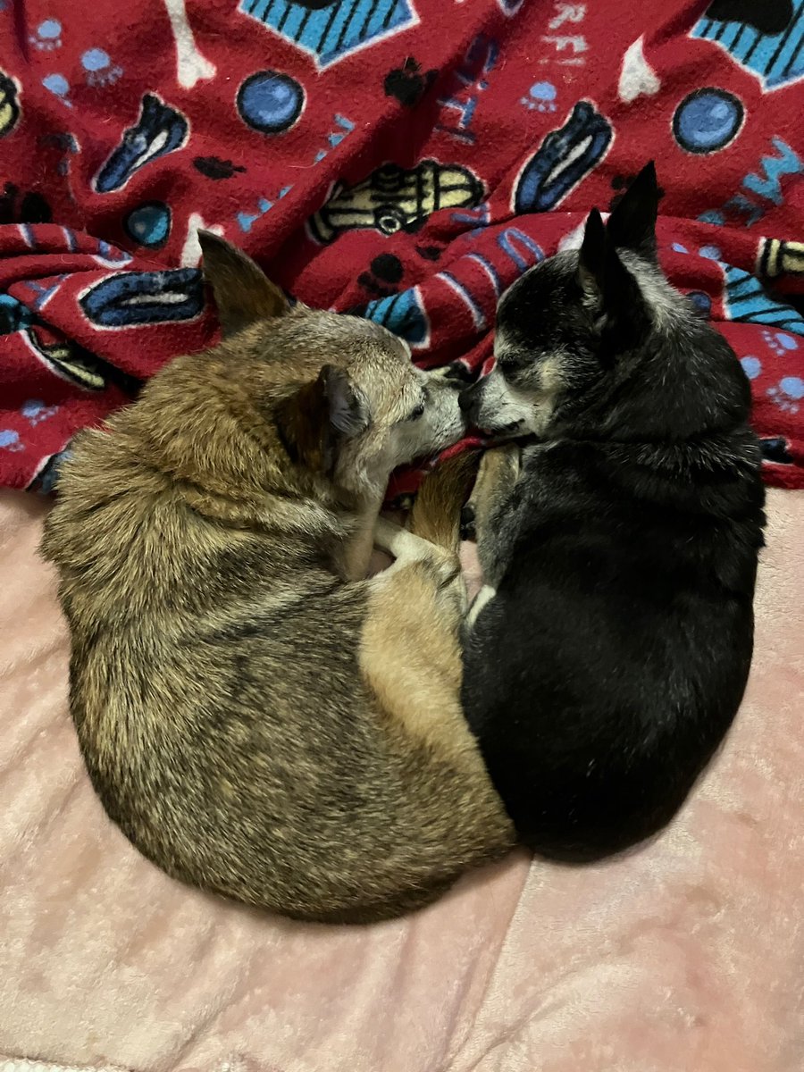 Kuramitos's tweet photo. Kurami 🐕🌈 2009—2025

My time to leave my family has sadly come. Even as a little old man, I made special new memories, basked in the sunshine, and ate yummy treats. Stay safe, have fun, and don't worry about me! @SeikosBesos and I are playing happily together OTRB 🐕🪽🐕🪽 https://t.co/H1W5uCdxHc