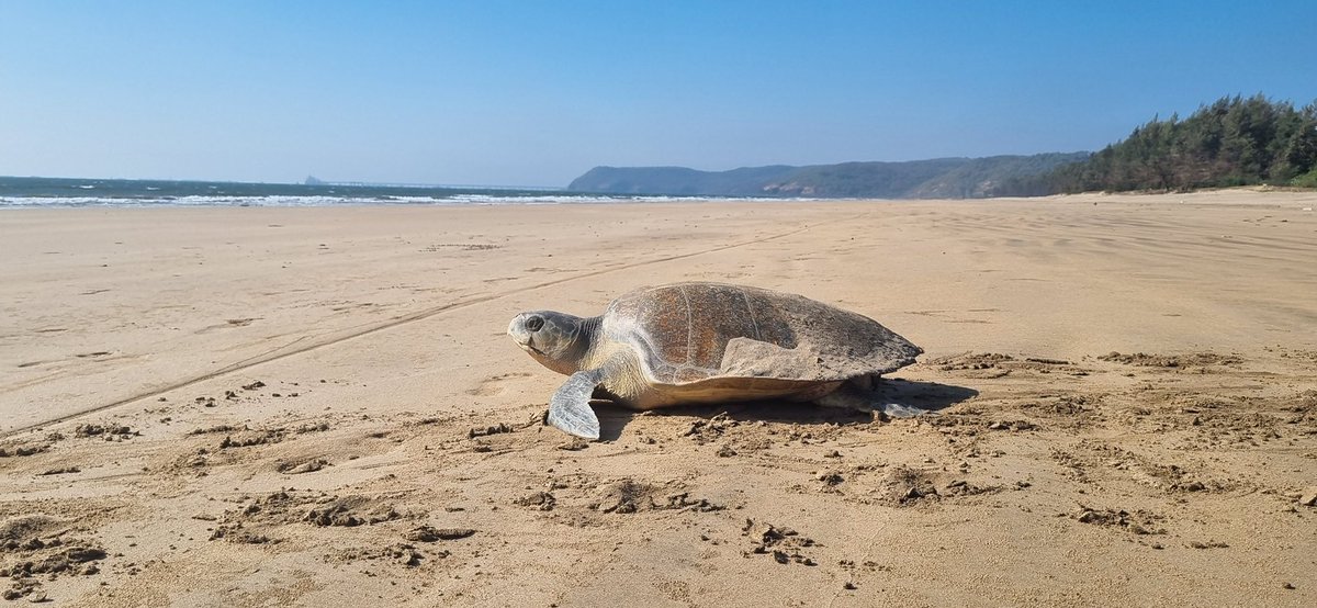 Supriya Sahu IAS tweet media