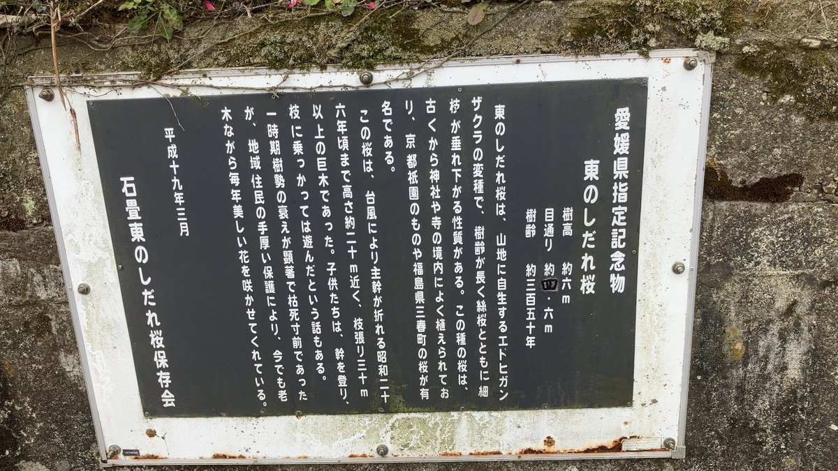 Shiokaze_ehime's tweet photo. 石畳の東のしだれ桜🌸
愛媛県内子町
目通り4.6m
樹齢350年

大きなしだれ桜です
#CULART
#みくちゃ https://t.co/AkOc1mGAkZ