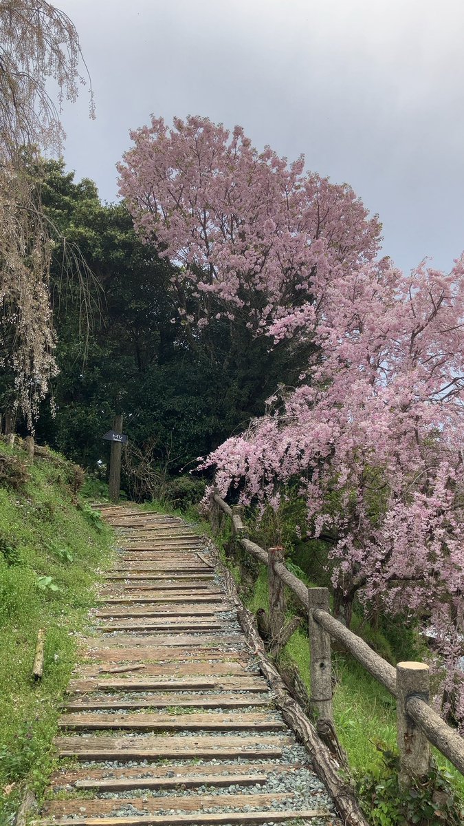 Shiokaze_ehime's tweet photo. 石畳の東のしだれ桜🌸
愛媛県内子町
目通り4.6m
樹齢350年

大きなしだれ桜です
#CULART
#みくちゃ https://t.co/AkOc1mGAkZ