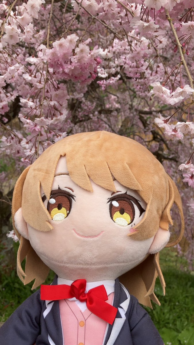 Shiokaze_ehime's tweet photo. 石畳の東のしだれ桜🌸
愛媛県内子町
目通り4.6m
樹齢350年

大きなしだれ桜です
#CULART
#みくちゃ https://t.co/AkOc1mGAkZ