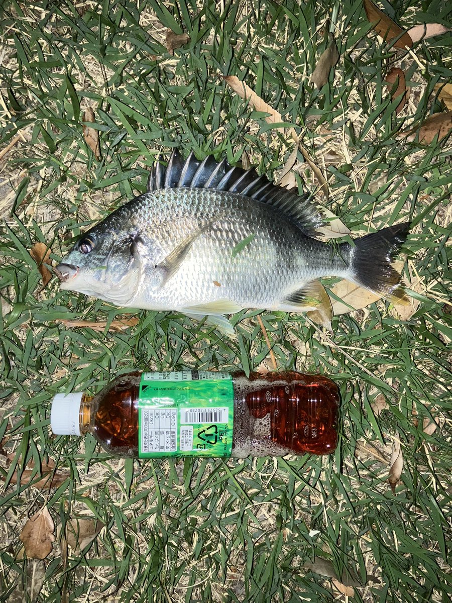 taka_5602's tweet photo. 久々運河で電気ウキ。バチ抜けの影響かボイルあるも、かかったのはキビレとフグのみ。 https://t.co/tBcznuswV3