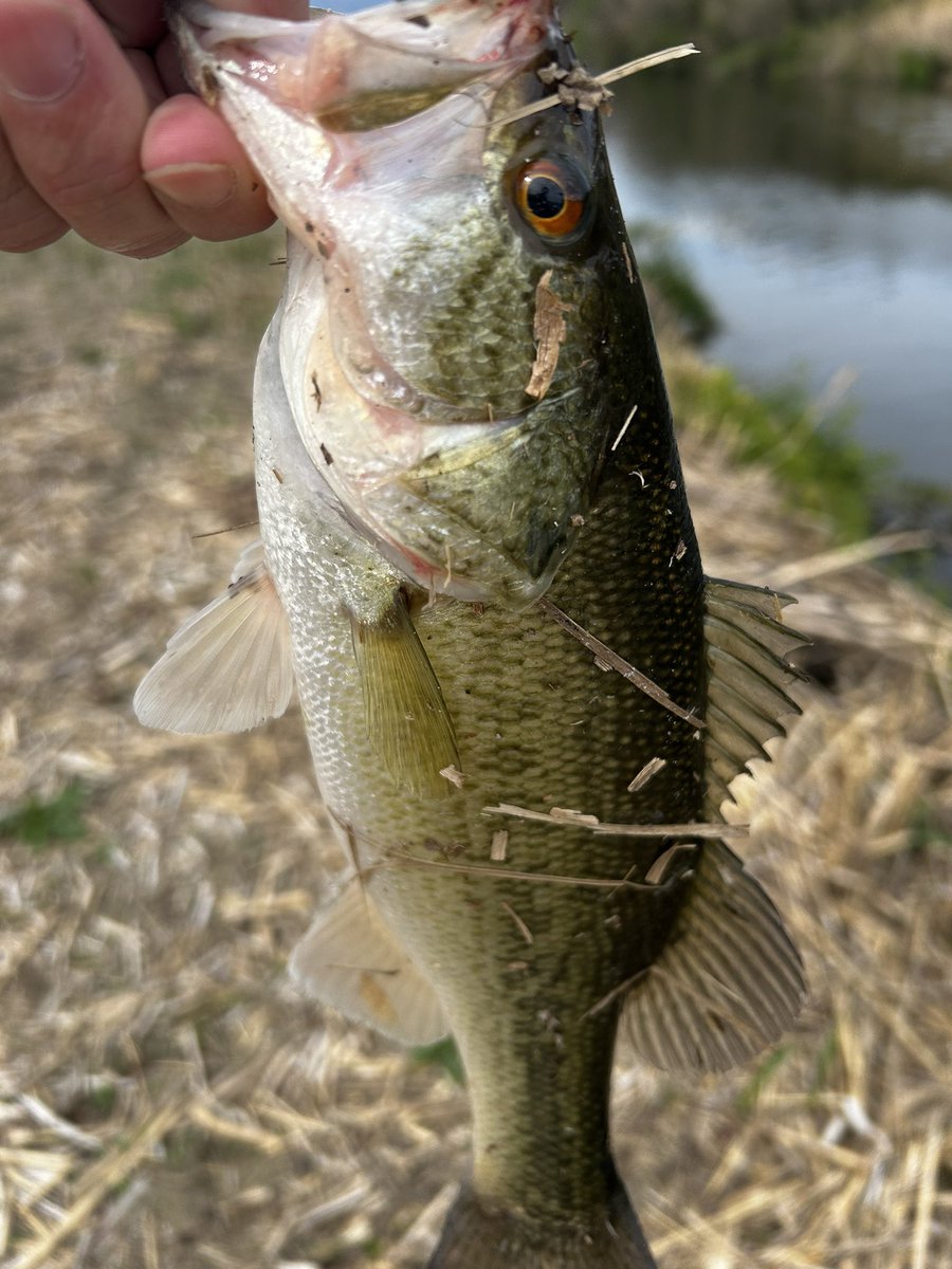 shinba191's tweet photo. 昨日釣った魚目が赤いー
春！
今日はアカハラの水替えできれいに
なりました
#淀川 https://t.co/OzNh7XwVZH