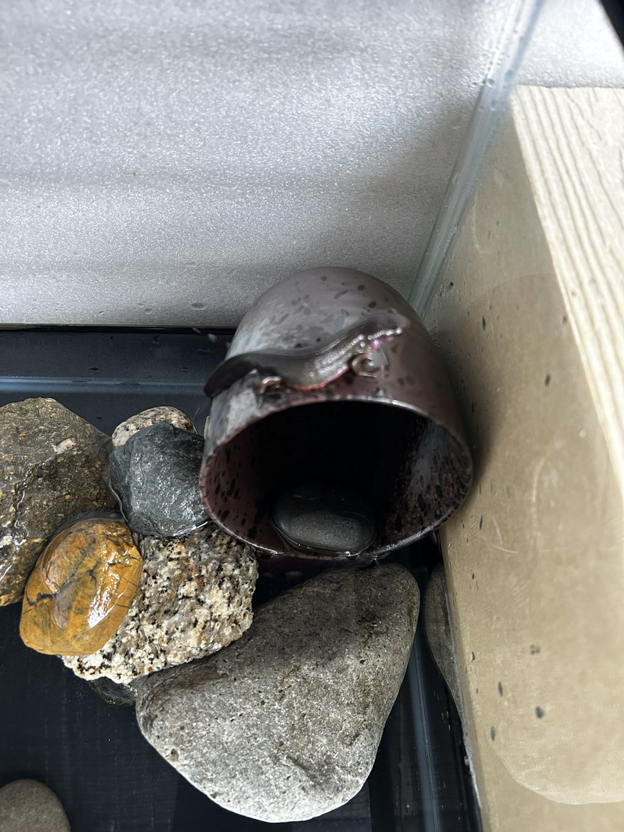 shinba191's tweet photo. 昨日釣った魚目が赤いー
春！
今日はアカハラの水替えできれいに
なりました
#淀川 https://t.co/OzNh7XwVZH