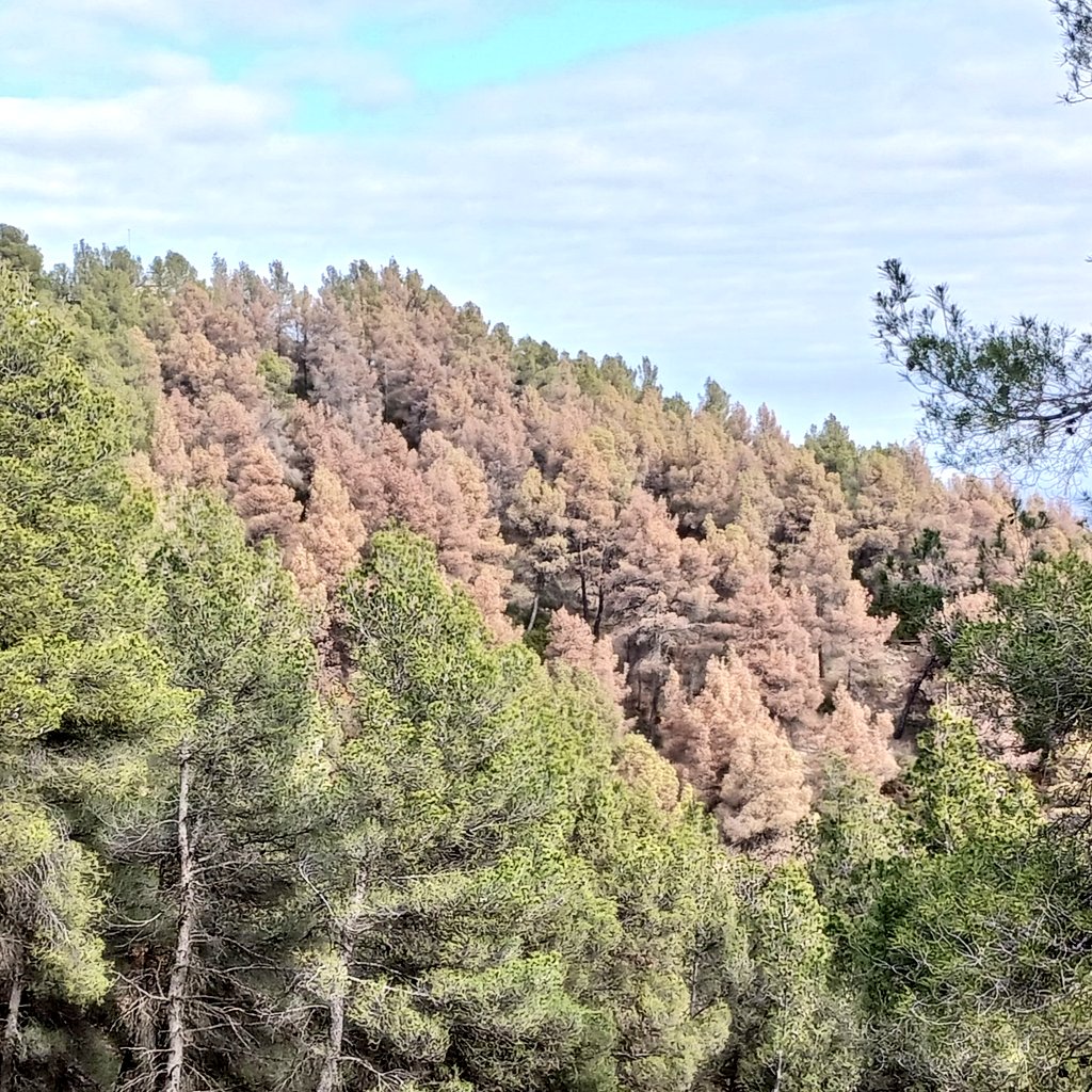 La DESERTIZACIÓN avanza a pasos agigantados en la Región de Murcia y apenas se están tomando medidas.

Esto sí es una "situación catastrófica" e irreversible como no se comience pronto a reforestar.

Foto de Sierra de Burete, Cehegín.

Hay que actuar YA:

rrnews.es/2025/04/maceta…