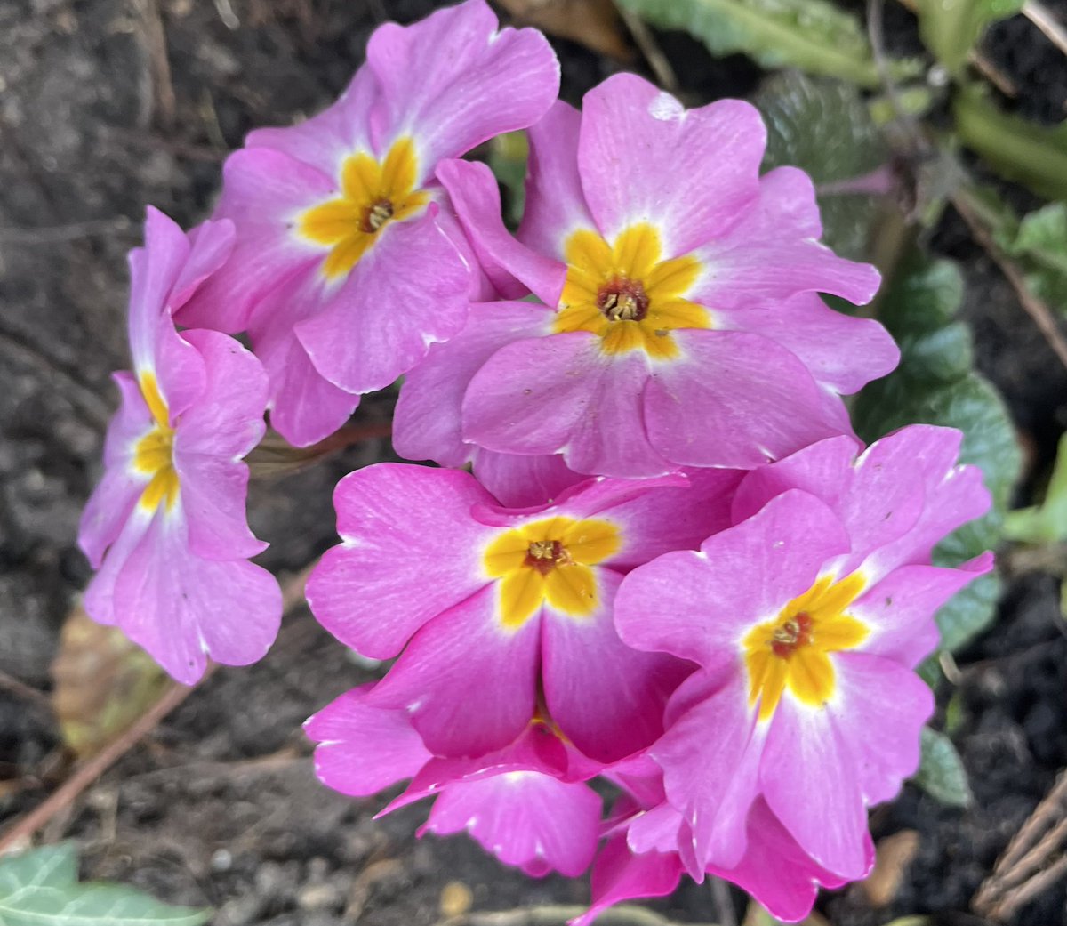 TheresaPengelly's tweet photo. Happy Sunday from #mygarden in Worcestershire where all the sun has gone away !
#flowerphotography https://t.co/8dzBDpMQN5