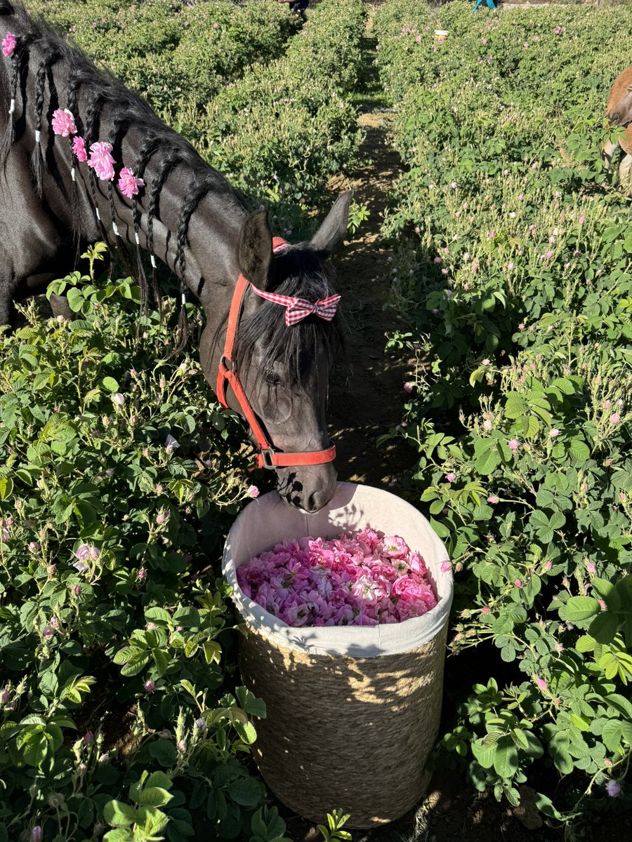 عِـزّ 📻 tweet media