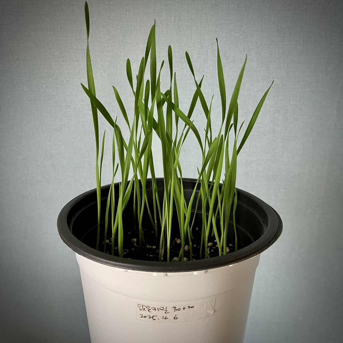 sihnae's tweet photo. 🌱育苗日記 토종 앉은키밀 7
2025/4/13(일) 앉은키밀을 흙에 심은지 일주일이 경과하였다. 50개 심어서 31개에서 싹이 났다. (발아율62%) 아직 흙 속이 좋은 녀석들이 꽤 되네? 빠르게 성장하고 있는 녀석들은 내일쯤 맛을 봐야겠다. ^^
#서울환경연합 #씨앗의숲 #싹싹이 #밀싹 #토종앉은키밀 https://t.co/zIwGmEfKDa