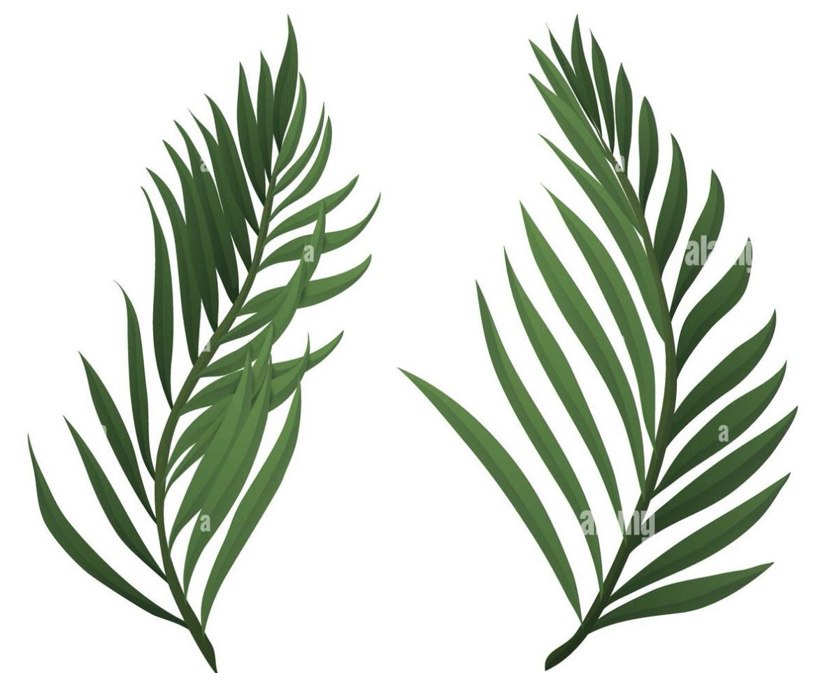 Bon dimanche des Rameaux