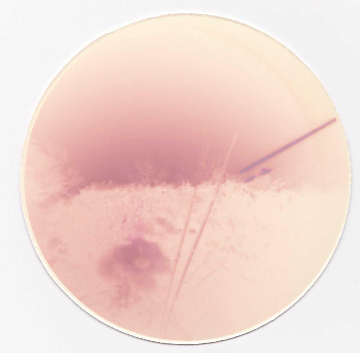 Hannah M tweet media