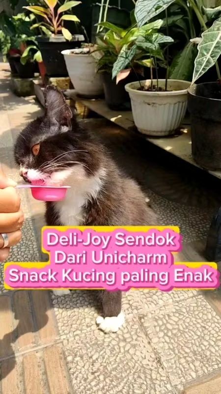 achdyastha's tweet photo. Ayo, cek video menarik ini di Shopee! https://t.co/JYgo9MS9Ys https://t.co/l9lLQz84Kh