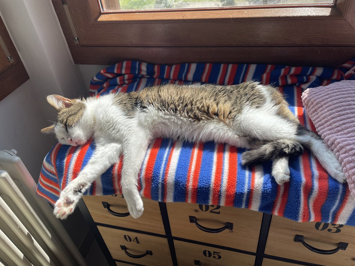 vanrell67's tweet image. Il mio gatto, che vitaccia! 😜🤣❤️