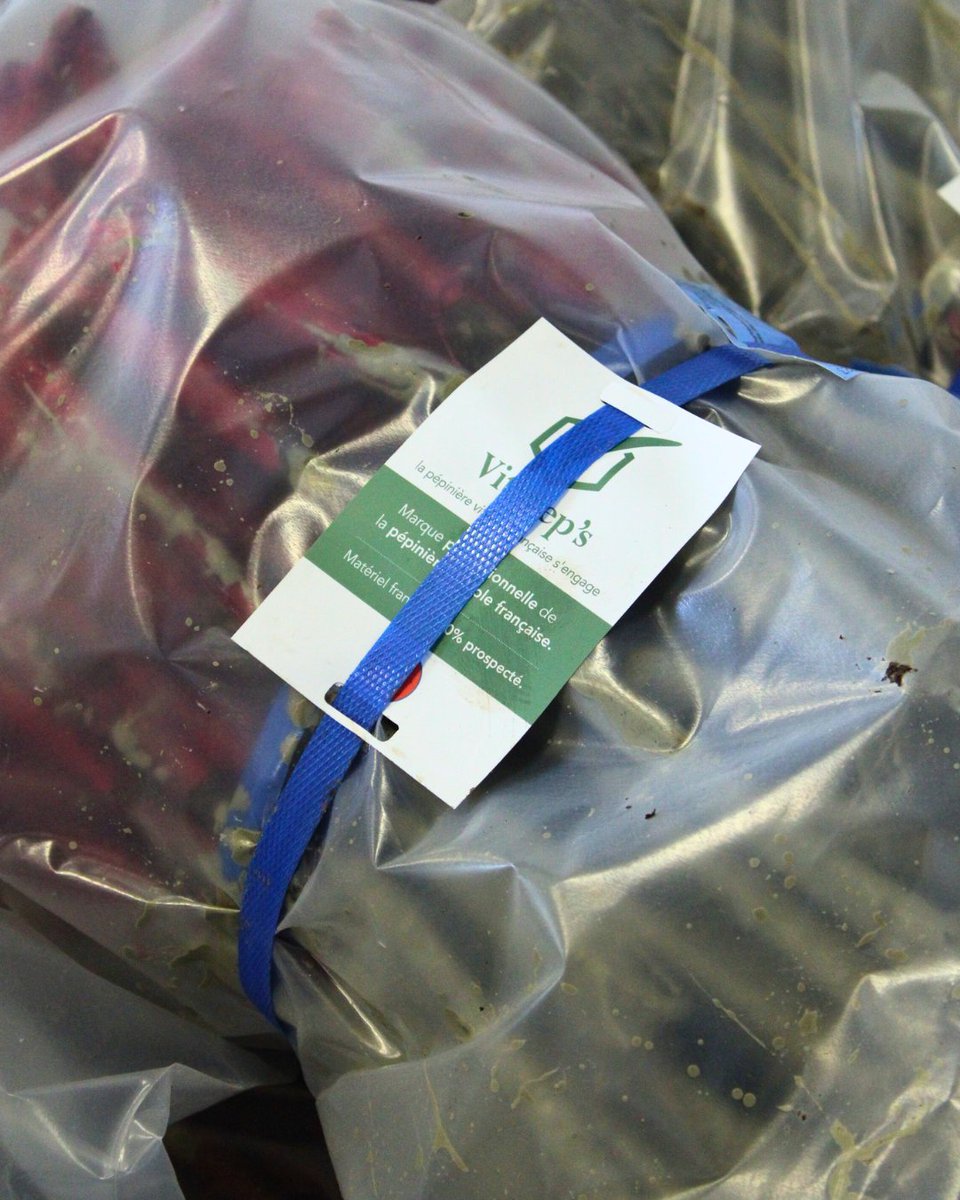 VITIPEP'S tweet media