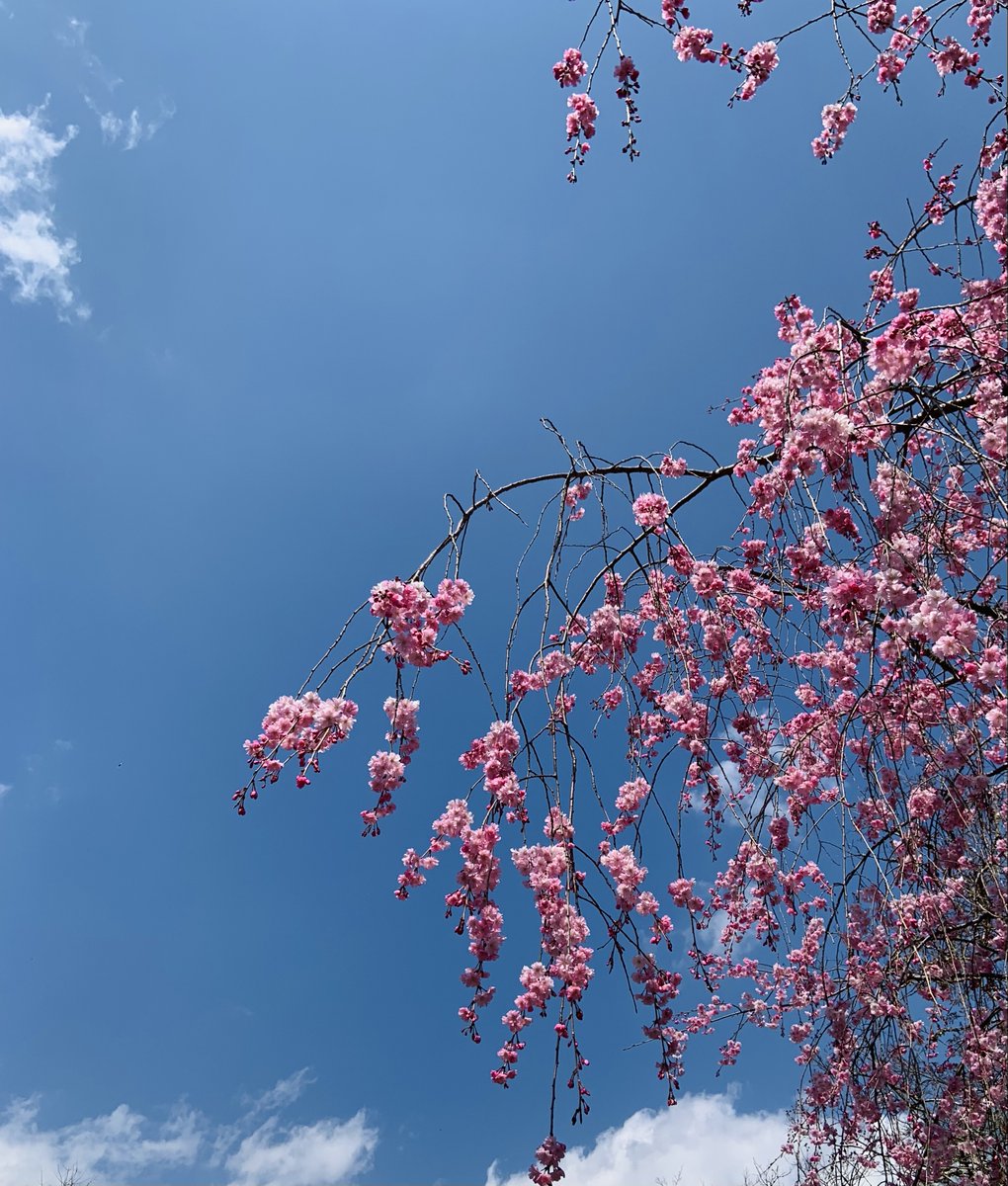 Clouds in the sky... clouds on the earth... The April of Kyoto, 大好き☺️