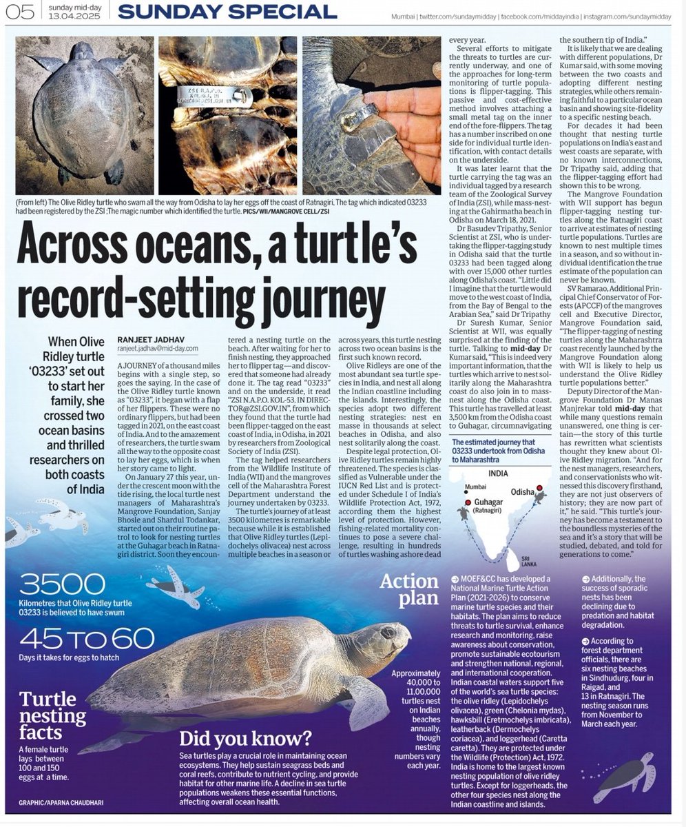 Ranjeet Shamal Bajirao Jadhav (@ranjeetnature) on Twitter photo Across oceans, a turtle's record-setting journey.
From bay to beach, olive ridley turtle stuns experts with 3,500-km journey
mid-day.com/mumbai/mumbai-…
<a href="/mid_day/">Mid Day</a> <a href="/SachinKalbag/">Sachin Kalbag</a>
<a href="/wii_india/">Wildlife Institute of India</a> <a href="/vrtiwari1/">Virendra Tiwari</a> <a href="/sureshwii/">Suresh Kumar</a> <a href="/MangroveForest/">Mangrove Foundation of Maharashtra</a> <a href="/MahaForest/">Maha Forest Official</a> <a href="/PCCFWL_Odisha/">PCCF WL & CWLW, Odisha</a> <a href="/pccfodisha/">PCCF & HoFF Odisha</a> <a href="/ParveenKaswan/">Parveen Kaswan, IFS</a> Across oceans, a turtle's record-setting journey.
From bay to beach, olive ridley turtle stuns experts with 3,500-km journey
mid-day.com/mumbai/mumbai-…
<a href="/mid_day/">Mid Day</a> <a href="/SachinKalbag/">Sachin Kalbag</a>
<a href="/wii_india/">Wildlife Institute of India</a> <a href="/vrtiwari1/">Virendra Tiwari</a> <a href="/sureshwii/">Suresh Kumar</a> <a href="/MangroveForest/">Mangrove Foundation of Maharashtra</a> <a href="/MahaForest/">Maha Forest Official</a> <a href="/PCCFWL_Odisha/">PCCF WL & CWLW, Odisha</a> <a href="/pccfodisha/">PCCF & HoFF Odisha</a> <a href="/ParveenKaswan/">Parveen Kaswan, IFS</a>