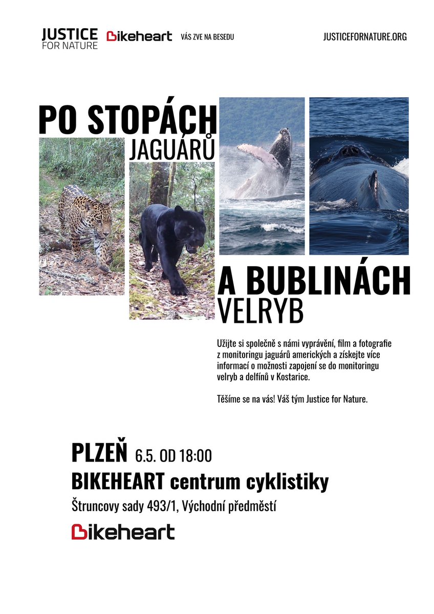 RfiUfc's tweet photo. Užijte si společně s námi film a fotografie z monitoringu jaguárů amerických a získejte více informací o možnosti zapojení se do monitoringu velryb a delfínů v Kostarice. 
Těšíme se na Vás! Váš tým Justice for Nature https://t.co/qClFMWdmvk