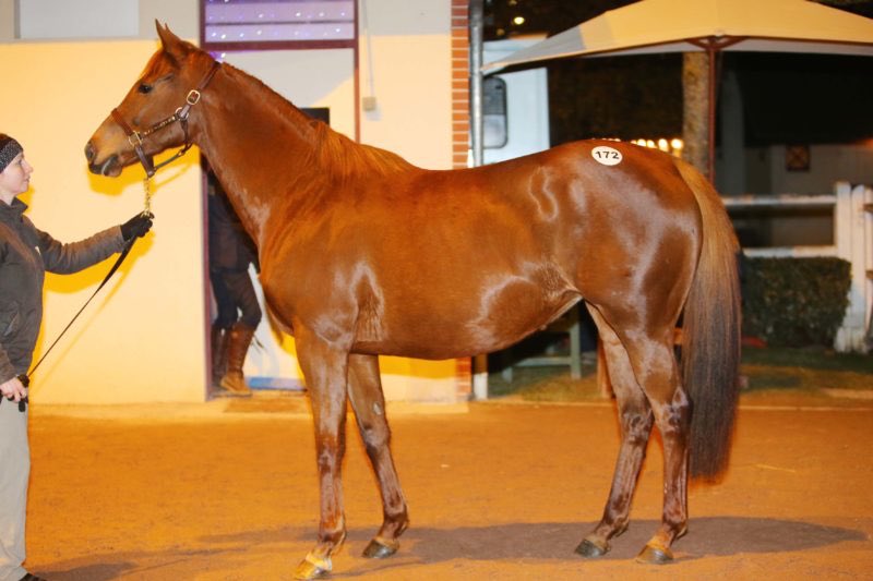 saint_pair's tweet photo. 1st Gr1 Win🏆 for ADMIRE MARS, his dam Via Medici was bred and sold by #SaintPair at @InfoArqana sale 2014 to to Narvick International for €480 000, coming from #SaintPair fondation mare Via Milano 🧡🤍 https://t.co/3K4j3OXSim