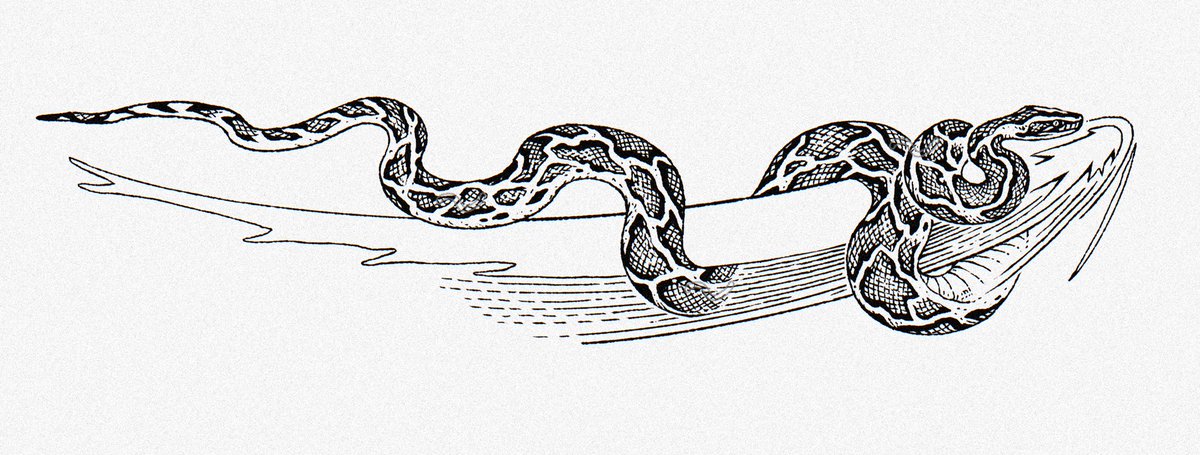 clarascintilla's tweet photo. Btw these snake designs are still available! https://t.co/pYbKN4QDJX