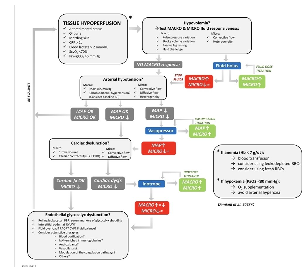 LeslieMegom's tweet photo. 💥💧🫀Reanimación guiada por microcirculación en sepsis: ¿la próxima frontera?
👇🏽👇🏽👇🏽👇🏽
https://t.co/VkeZd4CUx2
🔐
https://t.co/VkeZd4CUx2 https://t.co/I6PQROrLK9