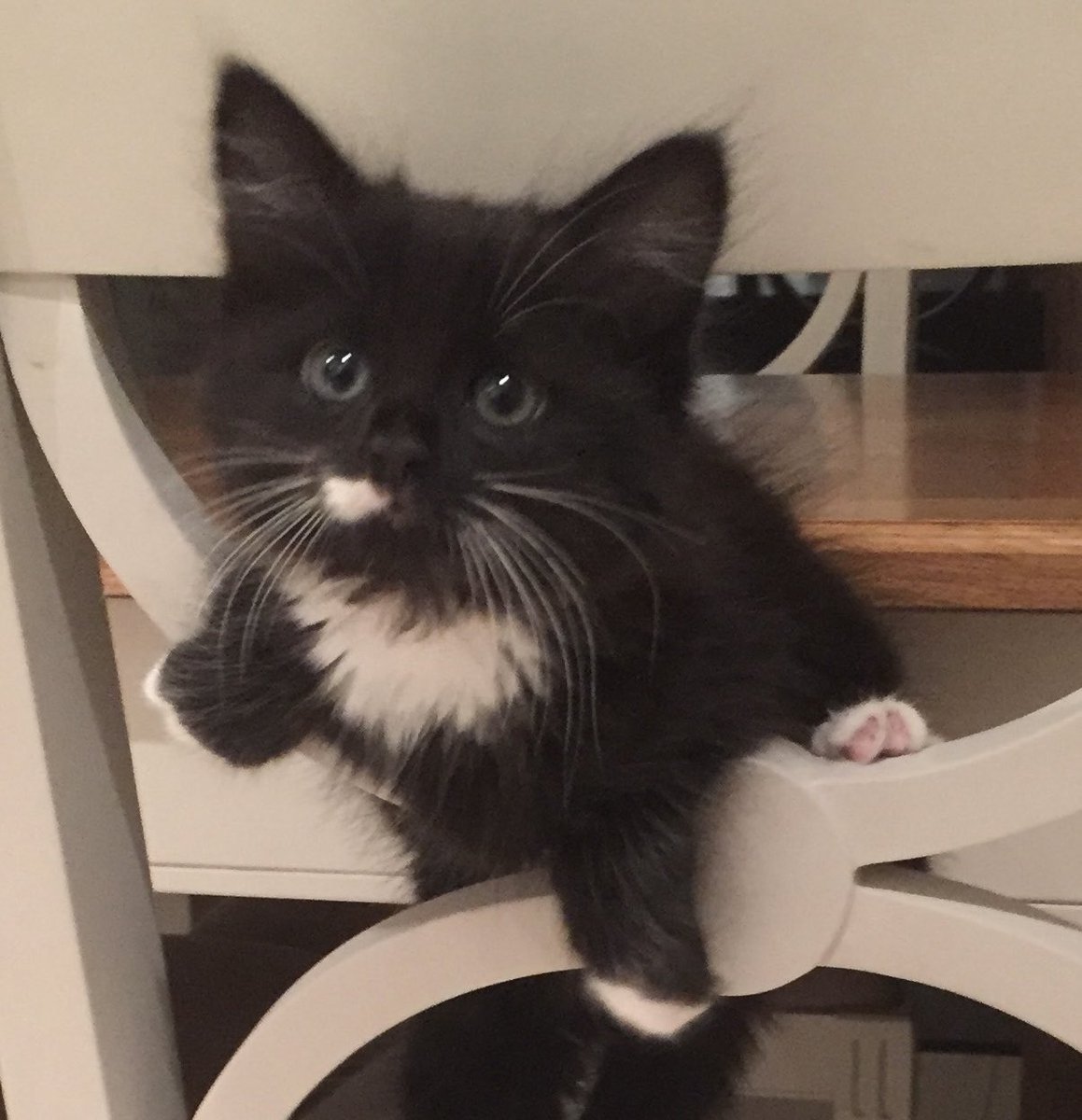 What a male cat named Phoebe taught me…

open.substack.com/pub/craigolive…