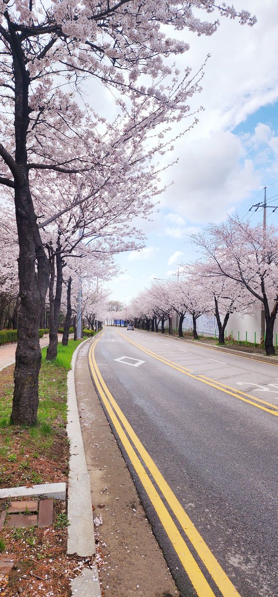 強風と雨で散ったと思ったのに耐えてるね
意外と強いな桜🌸
来年も宜しく