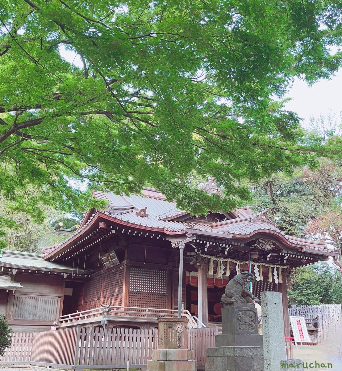 maru_puding's tweet photo. 昨日は
エンジンお嫁ちゃんと
新大久保ランチデート
ポチャ クァンジャン市場へ
🦐 サーモンのケジャン
サクサク海鮮チヂミ ユッケ
楽しくマッコリ呑みながら
全部美味しかった😋
その後代々木八幡でお参り
桜は終わり 新緑が綺麗
都会とは思えぬ空気感✨️
沢山歩いたので
ご褒美スイーツ·͜·ᰔᩚ https://t.co/BClSZllX2g
