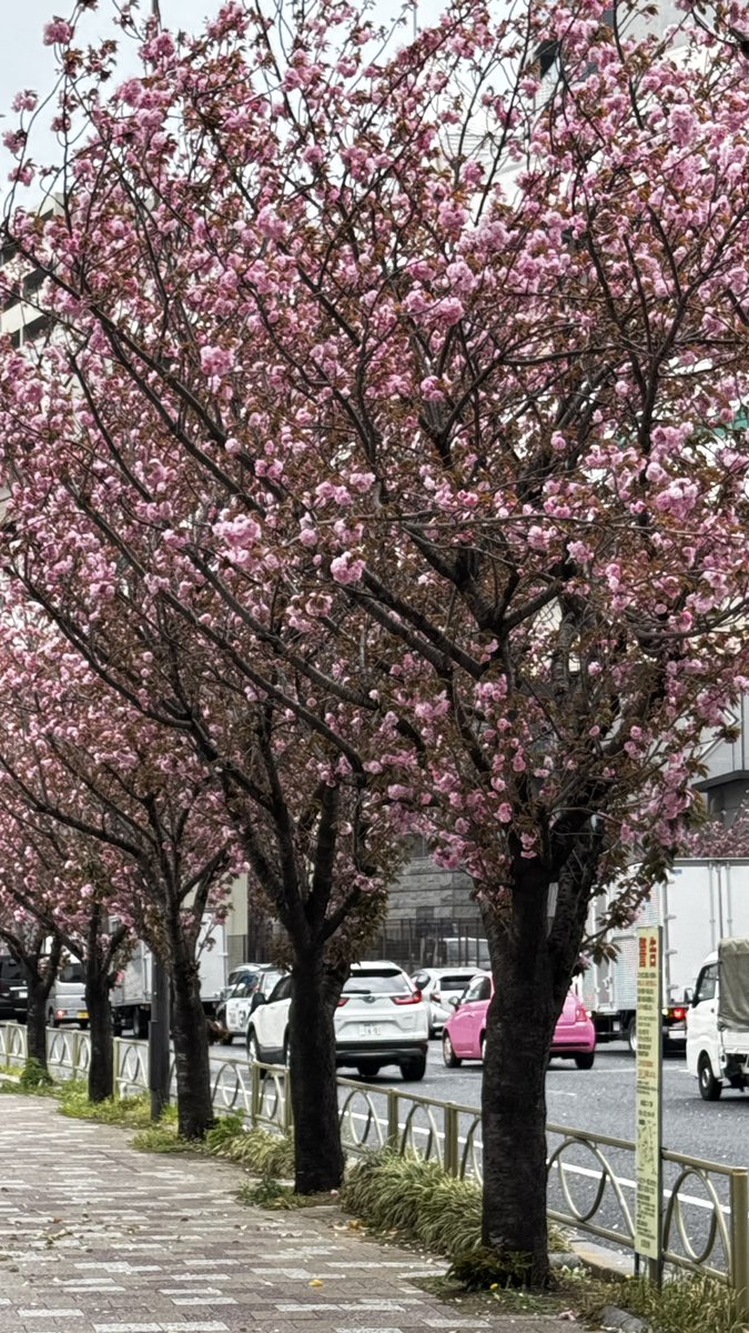 さくらの季節🌸
