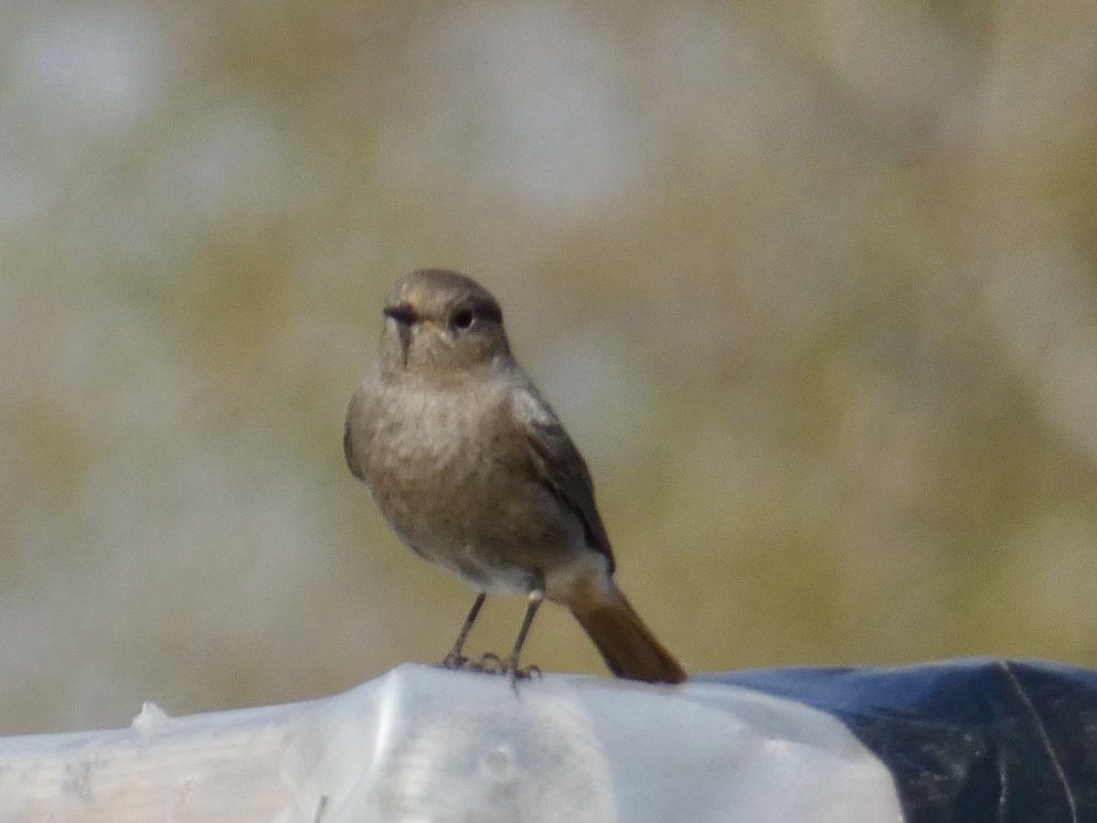 Chris Millward Jnr (@chris4patches) on Twitter photo A guy whose interest in birds rose from <a href="/BibbeysWildFarm/">Bibbey’s Wild Farms</a> story found a Robin-like bird on Friday (private land W Mids)
He rang me so I was able to get record shots of this passing female type Black Redstart - our rarest breeding bird
The #BrumBiosphere is producing birders! 😎 A guy whose interest in birds rose from <a href="/BibbeysWildFarm/">Bibbey’s Wild Farms</a> story found a Robin-like bird on Friday (private land W Mids)
He rang me so I was able to get record shots of this passing female type Black Redstart - our rarest breeding bird
The #BrumBiosphere is producing birders! 😎