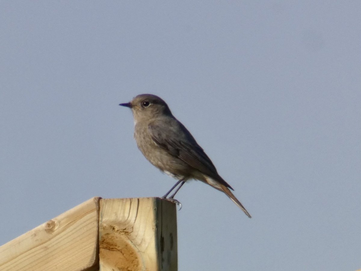 Chris4Patches's tweet photo. A guy whose interest in birds rose from @BibbeysWildFarm story found a Robin-like bird on Friday (private land W Mids)
He rang me so I was able to get record shots of this passing female type Black Redstart - our rarest breeding bird
The #BrumBiosphere is producing birders! π https://t.co/rq25ODvUAN